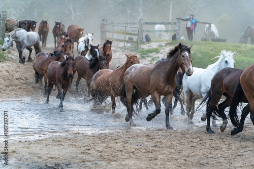Obraz na plátne Horse herd galloping splashing muddy water river