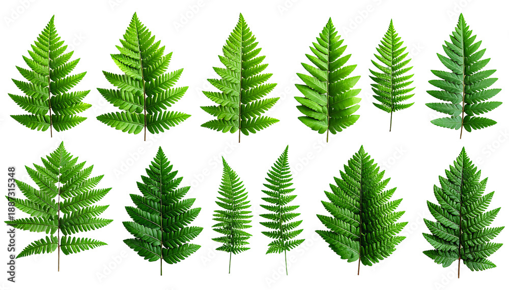 Obraz premium Fern Leaves Botanical Elements Set Isolated White Stock