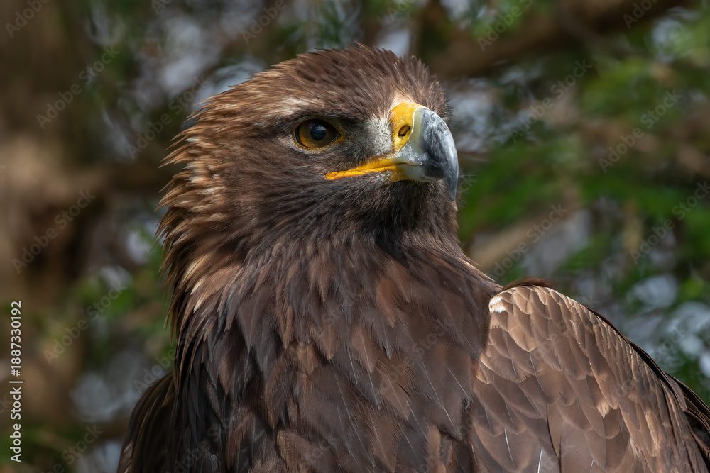 Obraz premium Golden Eagle Bird, Portrait, Aquila chrysaetos