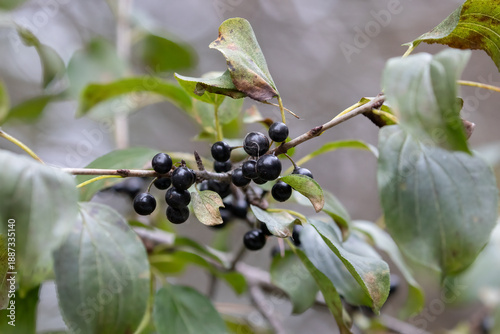 Common Buckthorn, Rhamnus cathartica, Berries on Tree Branch