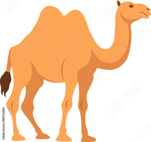 Bactrian camel vector illustration