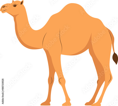 Camel Vector Illustration