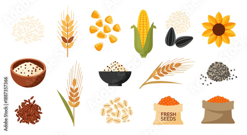 Various seeds and grains collection healthy food illustrations
