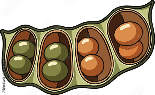 Vibrant illustration of a green, open soybean pod showcasing individual brown and green beans, perfect for healthy food and agricultural concepts.