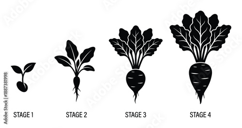 Beet Growth Stages Vector Illustration, Plant Life Cycle Stages From Seedling to Mature plant