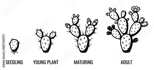 Cactus Growth Stages Vector Illustration, Life Cycle Seedling, Young Plant, Maturing and Adult diagram