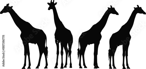 Black giraffe silhouettes group isolated on white background representing African wildlife, safari animals, nature conservation, minimalist animal illustration