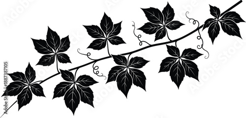 Black vine branch with detailed leaves silhouette illustration isolated on white background representing botanical design, nature decoration, and floral art concept