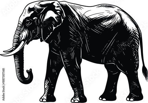 Detailed elephant illustration black and white engraving style wildlife animal vector isolated on white background for nature conservation safari design