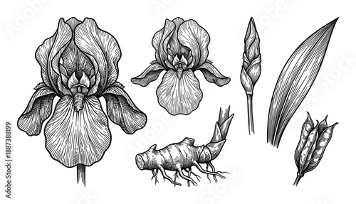 Detailed botanical drawing of iris plant with flower, bulb, leaves, and seed pod, showcasing intricate line work.