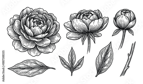 Detailed engraving illustration of peony flowers and leaves botanical elements