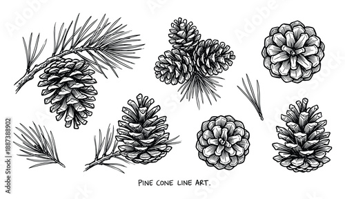 Detailed pine cone line art illustrations collection. Botanical coniferous elements drawing for design, decoration, and educational purposes.