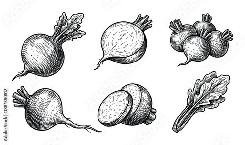 Engraved style beets illustration, with leaves, sliced, whole, and in groups, fresh and detailed drawing