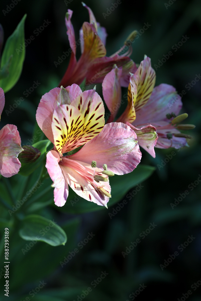 Obraz premium beautiful alstroemerias Peruvian lily flowers in the garden