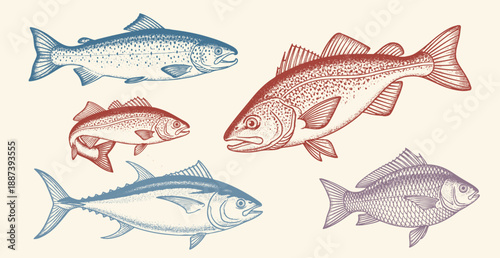Intricate vintage engraving of fish with detailed line art on neutral background