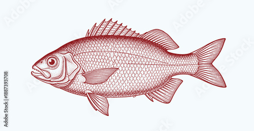 Intricate vintage engraving of fish with detailed line art on neutral background