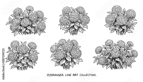 Hydrangea line art collection featuring floral arrangements, flower bunches, and garden plant designs in detailed illustrations