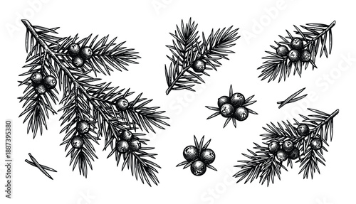 Juniper branch botanical vector illustration, hand drawn evergreen conifer with berries, detailed needle leaves, realistic drawing