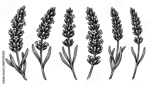 Lavender Flower Engraving Vector Illustration, Detailed Floral Botanical Drawings