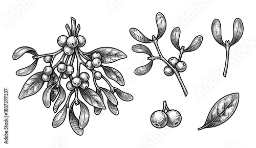 Mistletoe plant illustration with berries and leaves botanical engraving style