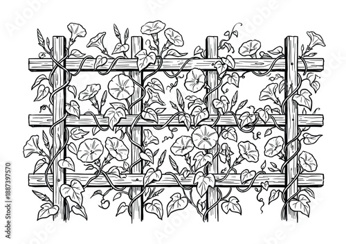 Morning glory flowers on a wooden trellis fence vector illustration