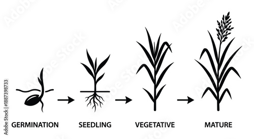 Onion Growth Stages Vector Illustration Life Cycle Germination Seedling Vegetative Maturity diagram in detail