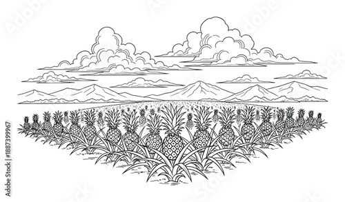 Pineapple Field with Mountains and Clouds Vector Illustration. Pineapple Farm or Plantation Background.
