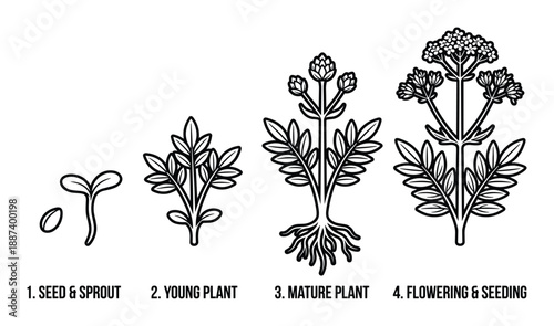 Plant Growth Stages Vector Illustration, Life Cycle from Seed Sprout to Flowering Seeding Diagram in Detail