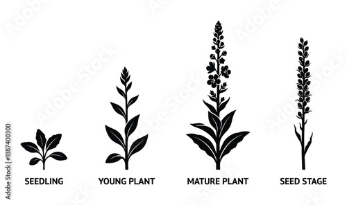 Plant Growth Stages Vector Illustration, Life Cycle Germination Seedling, Vegetative Maturity Diagram