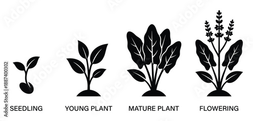 Plant Growth Stages Vector Illustration, Life Cycle Germination Seedling, Young, Mature and Flowering plant stages diagram