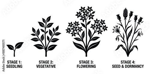Plant Growth Stages Vector Illustration: Seedling, Vegetative, Flowering, Seed and Dormancy, Detailed Life Cycle Diagram.