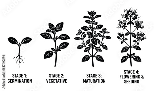 Plant Life Cycle Vector Illustration, Onion Growth Stages Diagram, Seedling Vegetative Maturity