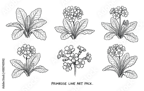 Primrose line art pack with different floral designs, hand drawn style, vector illustration, botany artwork, flower drawing