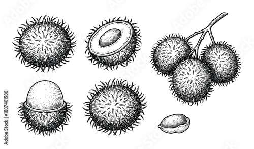 Rambutan fruits illustration featuring cut, whole, and seed details in a detailed black and white drawing style.