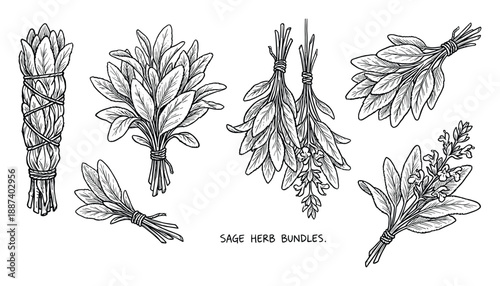 Sage herb bundles vector illustration. Botanical sage leaf, bunches hanging, dried sage stick for aromatherapy.