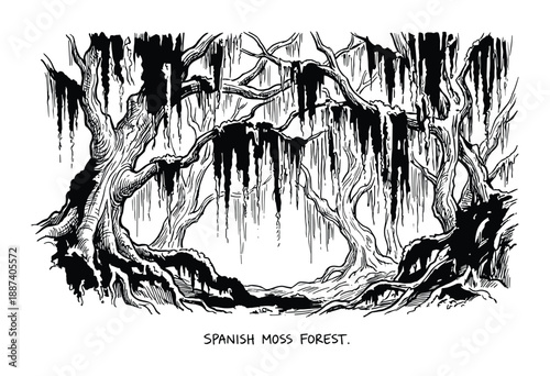 Spanish Moss Forest illustration, black and white drawing of trees with hanging moss