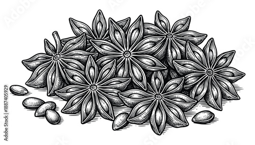 Star anise pile detailed illustration, botanical drawing of star anise with seeds. Culinary herbs and spices drawing.