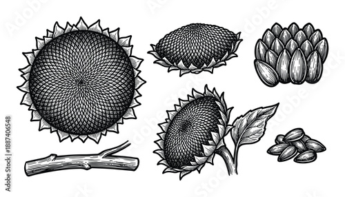 Sunflower heads, seeds, branch woodcut illustration set, botanical drawing.
