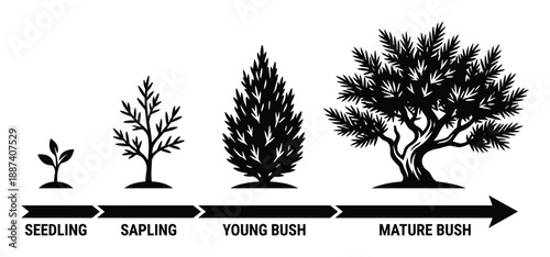 Tree Growth Stages Diagram: Seedling, Sapling, Young Bush and Mature Bush Stages with Development Arrow
