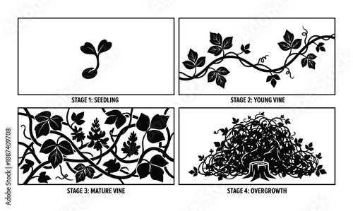 Vine Growth Stages Vector Illustration, Seedling to Overgrowth stages, black and white style