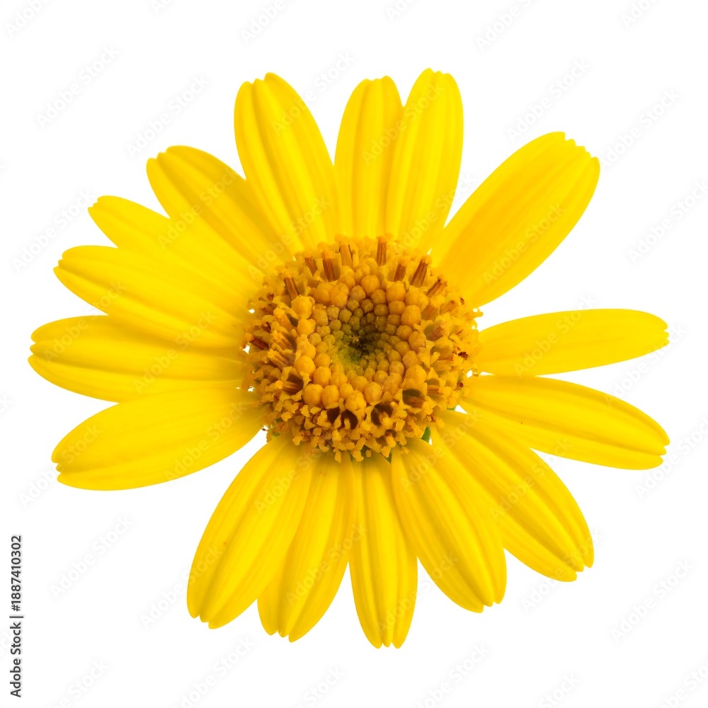 Obraz premium A bright yellow flower with long petals and a round center