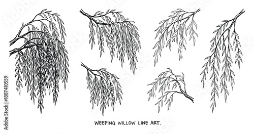 Weeping willow branches line art drawings, tree branches with drooping leaves in black and white illustration.