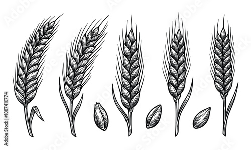 Wheat ears sketches collection. Hand drawn rye seed grains illustration in black and white.