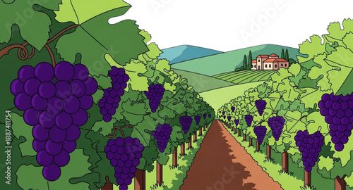 vineyard in autumn