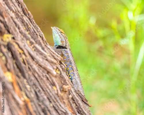lizard on a tree