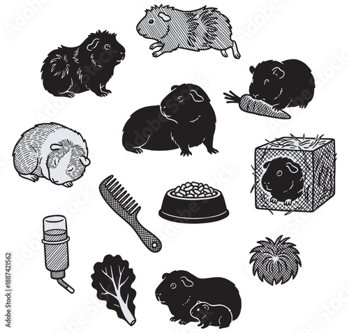 Collection of hand-drawn illustrations of guinea pigs and their accessories, presented in a circular arrangement.