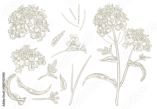 Vector of Canola flowers isolated on transparent background