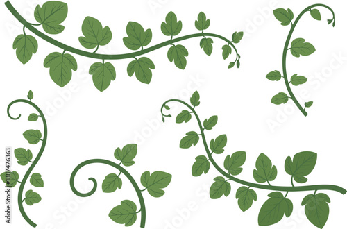 Wallpaper Mural Green leafy vine collection with climbing plants and tendrils, natural botanical elements, isolated white background, realistic illustration set Torontodigital.ca