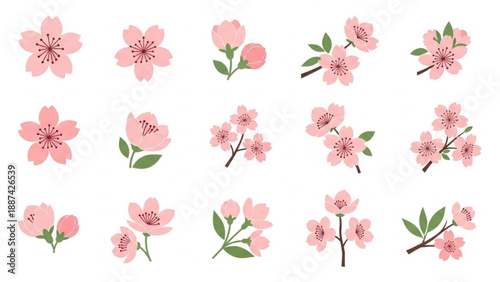 Pink Cherry Blossom Flowers Isolated on White Background