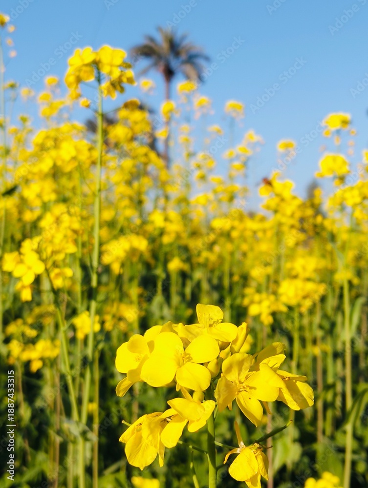 Fototapeta premium field of yellow flowers